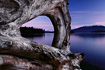 Massive driftwood occupying the shores of Auke Recreational Area, near Auke Bay, Alaska.