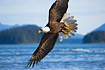 Mature Alaskan Bald Eagle