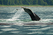 Humpback whale getting ready to dive deep.