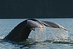 Companion image to Humpback Whale Tail #1