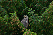 Bald Eagle perched in the trees.