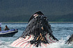 Alaskan Humpback Whale gulping down Herring near Admiralty Island