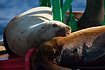 Sea Lions perched on a buoy near Pt. Retreat Lighthouse.