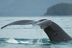 Close up of Humpback Whale fluke.