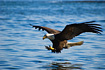 Bald Eagle going in for the strike.