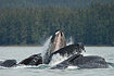 Several Humpback Whales feeding near Douglas Island.