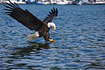 Companion image to Bald Eagle Fishing #1
