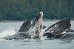Humpback Whales near Douglas Island