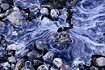 Small stones & ice patterns from the frozen shoreline of Steep Creek, near the Mendenhall Glacier.