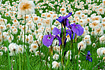 A lone Wild Iris stands out against a field of Alaska cotton, which usually blooms in late June on into July.