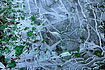 As the title indicates, this image was taken the morning after the first freeze of the year, with the leftover greens of summer creating a striking contrast with the transistion to winter.