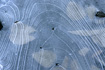 Recently fallen leaves from a nearby tree sit trapped beneath a layer of ice.