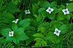 As is every spring, the abundant dogwood plants spring forth and display their white flowers for a few short weeks.