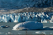 Recent calving activity at the Mendenhall Glacier has left numerous large icebergs like the one pictured floating in the lake.  The glacier face is in the background.