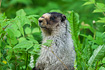 As the title suggests, a curious Marmot (looking for food, no doubt) that came close enough for me to photograph with a 200mm lens.  I only had time to take one shot before he took off into the woods.