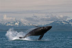 A spectacular Humpback Whale Breach from the waters of Southeast Alaska, looking North towards Lynn Canal and the Chilkat Mountains.  Taken on 7/15/2007.