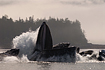 What can I say, lots of whale photos lately because it's whale season!  This was a group of Humpback Whales bubble net feeding with the scene beautifully backlit.  Taken on 7/17/2007.