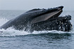 A humpback whale emerges from the depths of Chatam Strait in the waters of Southeast Alaska during a feeding ritual known as Bubble Net Feeding.  Such truly amazing creatures...