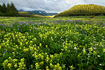 This summer has produced an incredible display of blooming flowers, in this case yellow Indian Paintbrush and some leftover purple Lupine, which usually don't bloom at the same time.  Taken near the local Boy Scout Camp and Eagle River.