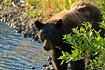 An adult black beat strikes a perfect pose while surveying a stream for it's next meal.