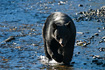 A beautiful blue sky reflects in an Alaskan stream as a rather large adult black bear takes a casual stroll upstream looking for food.