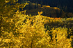 Taken right before the sun sets behind a mountain ridge, Aspen trees display colors ranging from yellow, orange, green and even a little red.