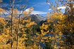 Blue sky and 14,259 ft. Longs Peak stand as a backdrop for a mountainside of Aspen trees and the blue waters of Bear Lake below.