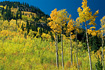 The late afternoon sunshine lights up an east facing ridge near Guanella Pass, located near the town of Georgetown, Colorado.