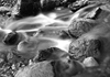 Black & White Gallery