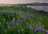 Latest Work - Photo of the Week